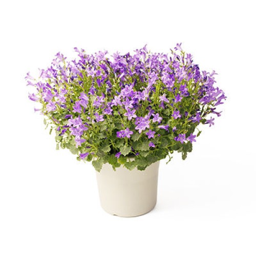 Fairy Tail -Campanula-